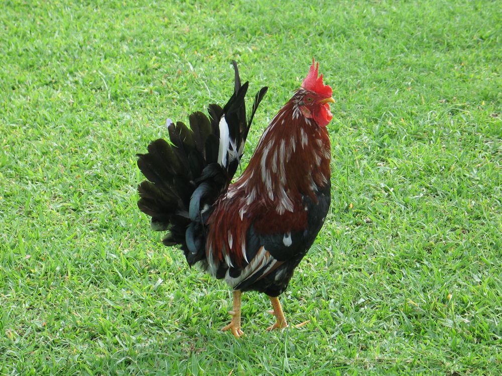 King of the roost