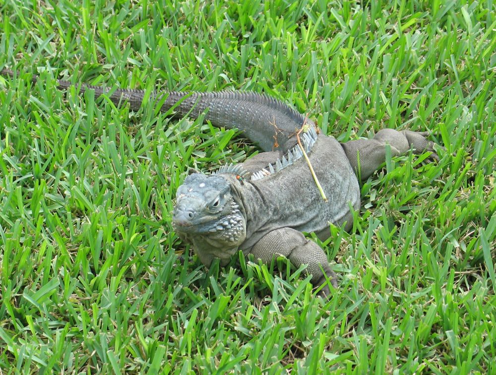 Greeter at QE Botanical Park
