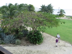 Poinciana pods