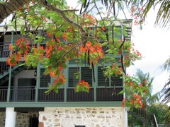 Same tree in June 2010