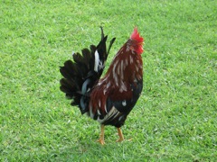King of the roost