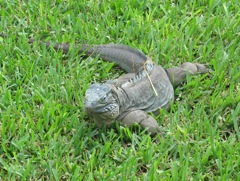Greeter at QE Botanical Park