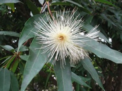Showy blooms