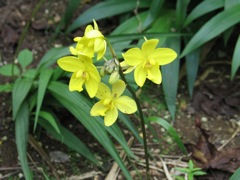 Tropical bloom
