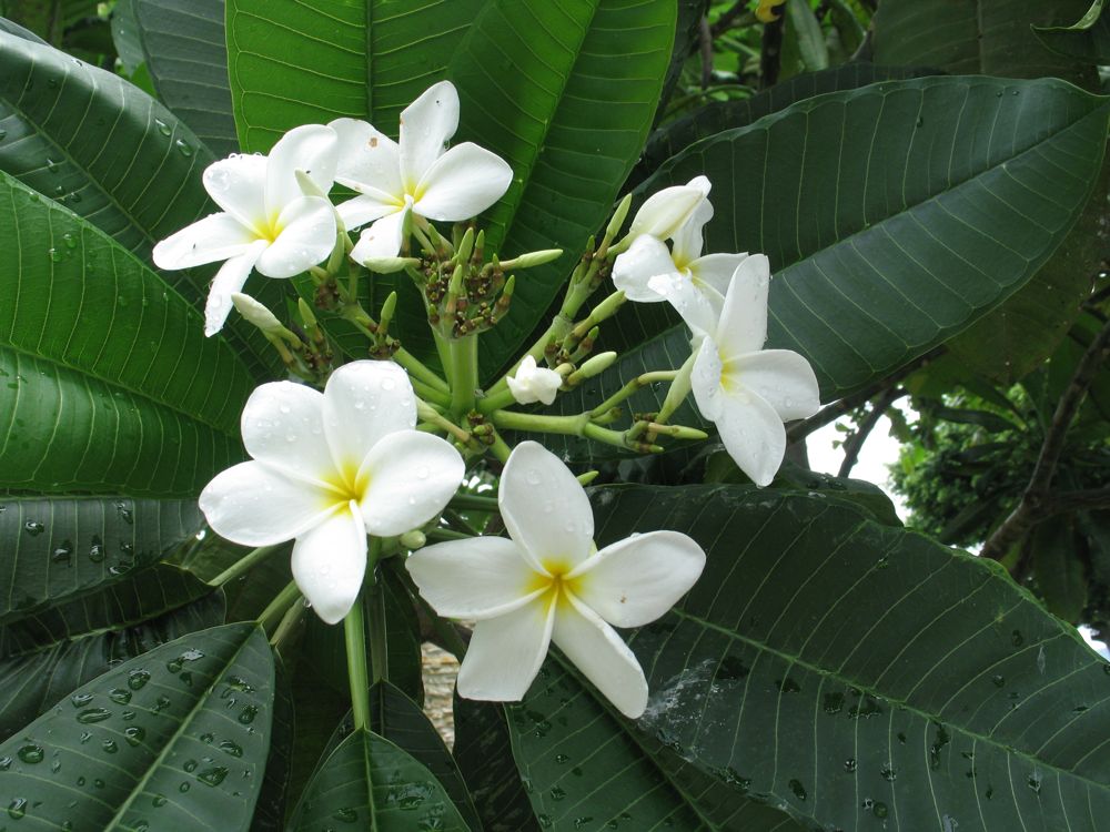 Tropical blooms