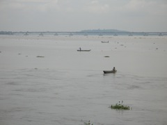 Floating vegetation