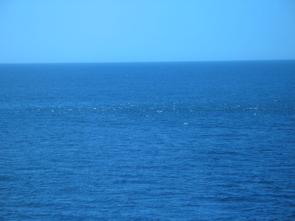 Thousands of dolphins