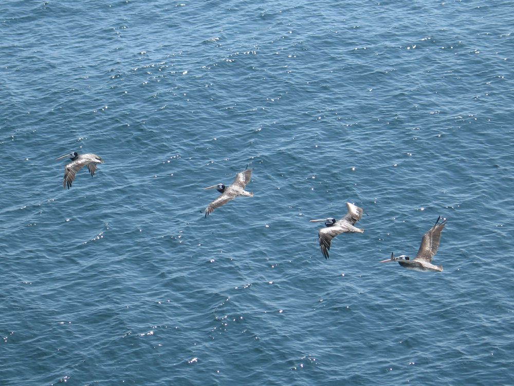 Pelicans