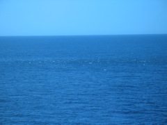 Thousands of dolphins