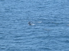 A pair in the air