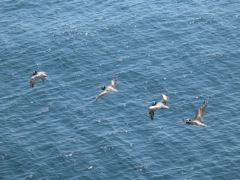 Pelicans