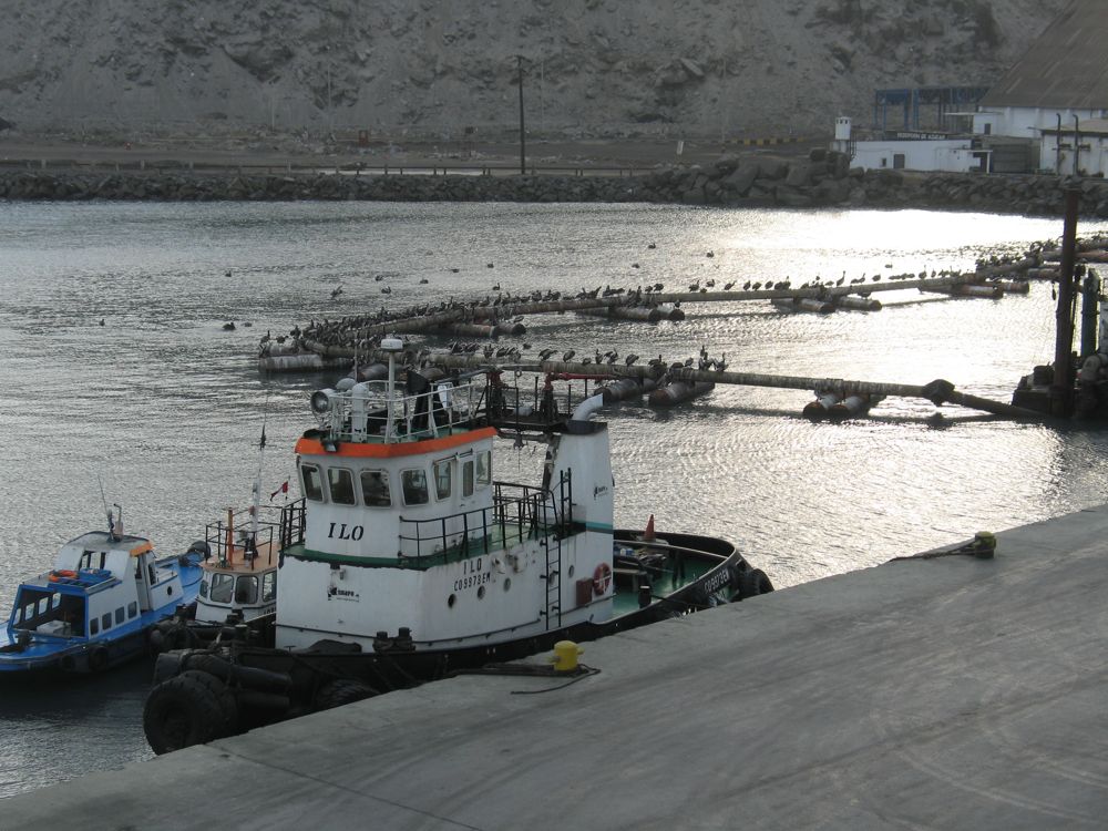 Pelicans at Salaverry
