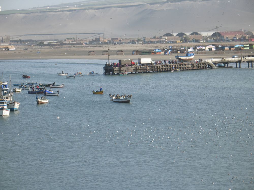 Boatload of pelicans