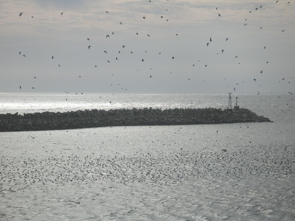 Birds and breakwater