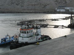 Pelicans at Salaverry
