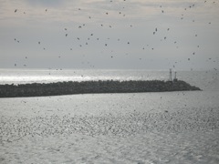 Birds and breakwater