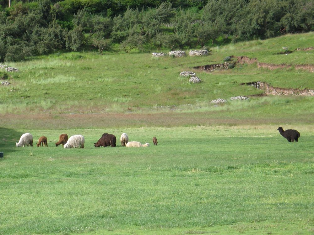 Llamas