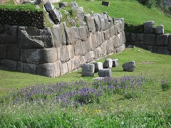 Lupine