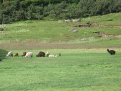 Llamas