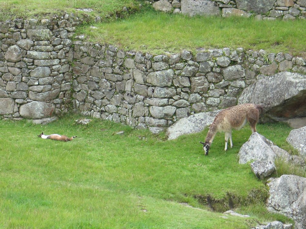 New-born llama