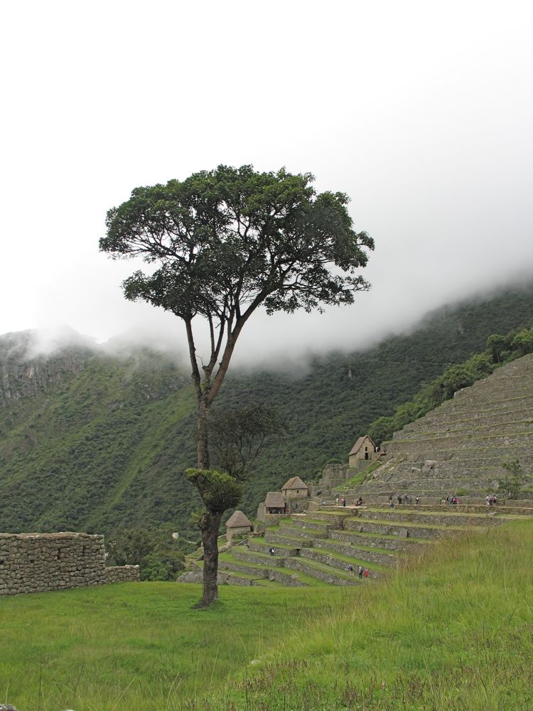 The tree