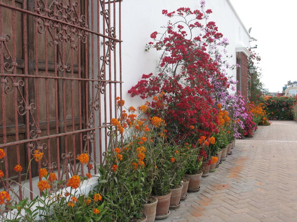 Profusion