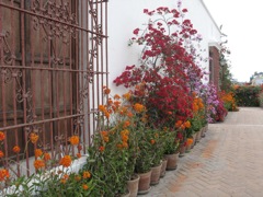 Profusion