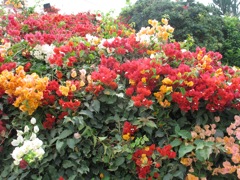 Bouganvillea