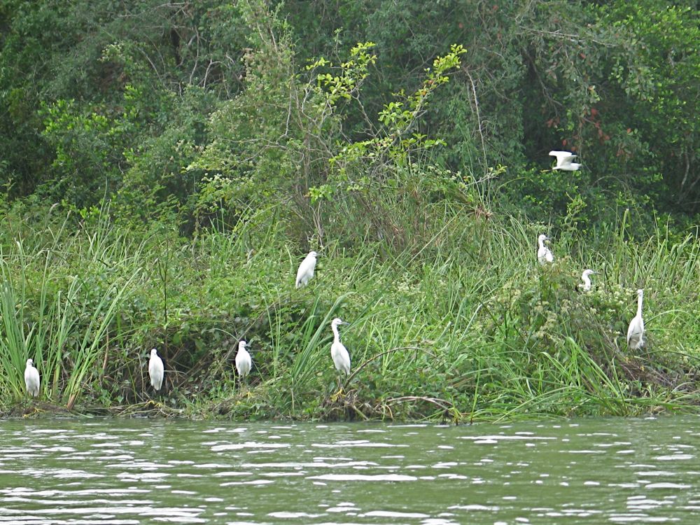 Egrets