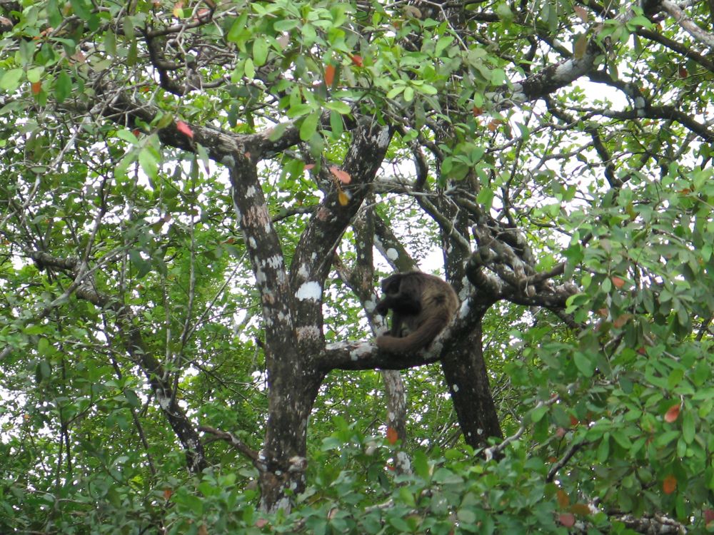 Howler Monkey