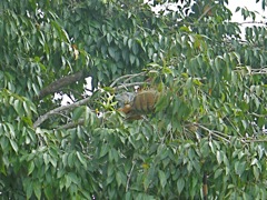 Camouflaged iguana