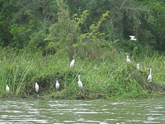 Egrets