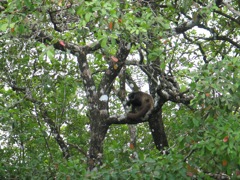 Howler Monkey