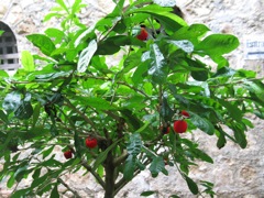 Red fruit?