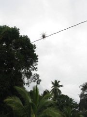Orchid on wire