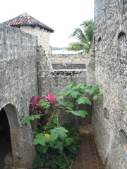 Bromeliad