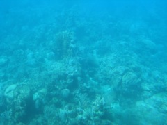 Colorless coral reef