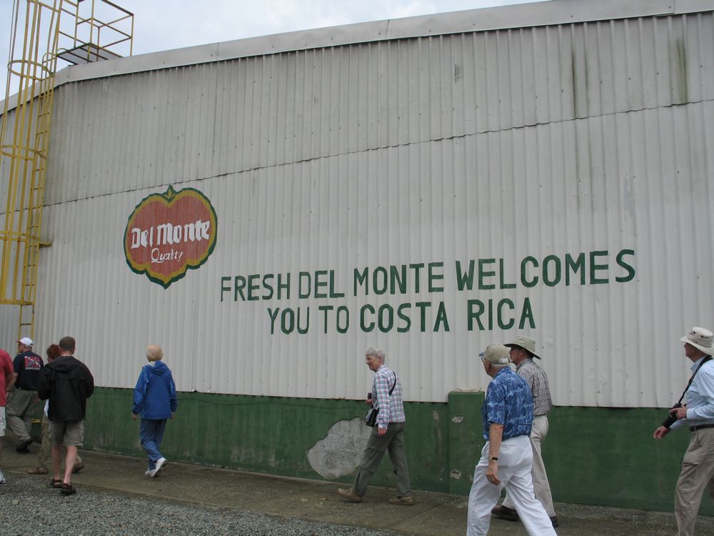 Banana Plantation
