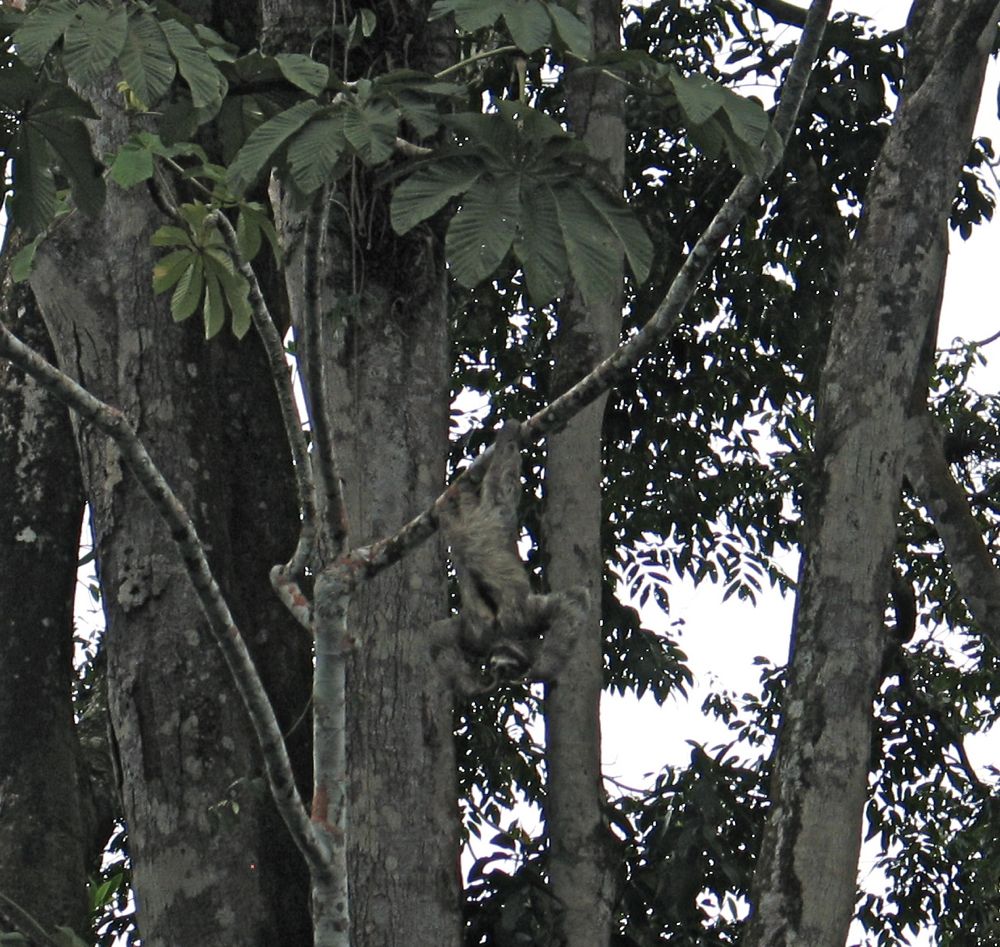 Slothful sloth