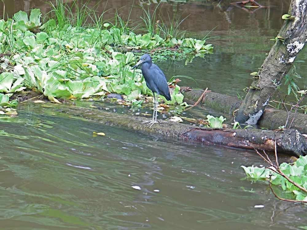Blue heron