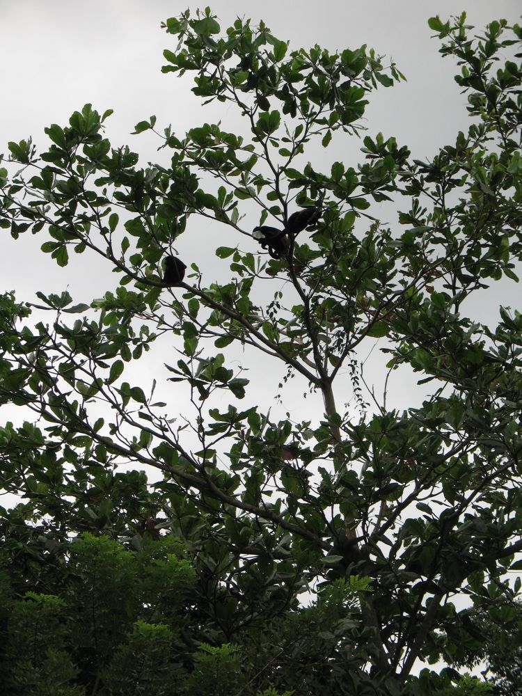Trio of monkeys