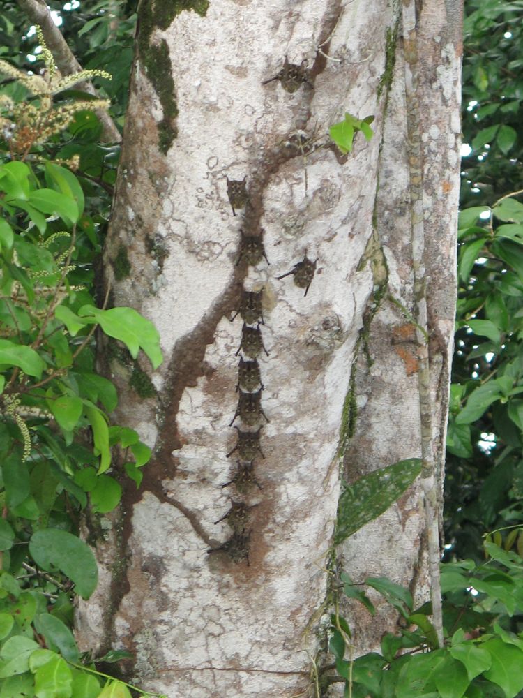 Bats in a row