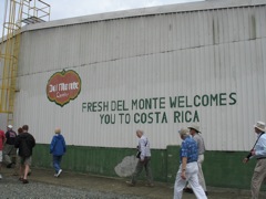 Banana Plantation