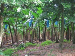 Banana grove