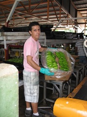 Packed for export