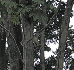 Slothful sloth