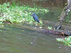 Blue heron
