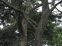 Iguana on a limb