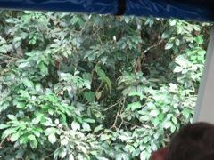 Basilisk