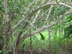 Great Kiskadee